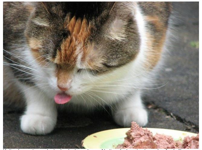 Hvorfor skal katte spise vådmad?