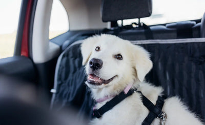 Sådan rejser du med din hund eller kat i bil eller offentlig transport