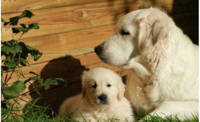 I drægtigheds-og ammeperioderne varierer hunhundens  ernæringsmæssige og energiske behov.