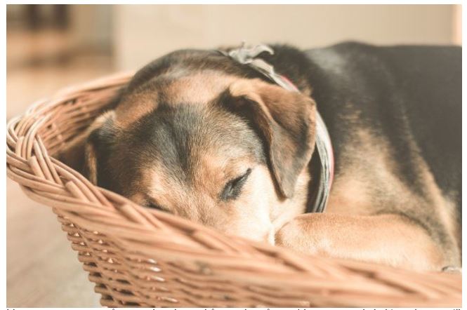 Hundefoder til Ældre hunde