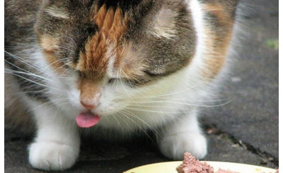 Hvorfor skal katte spise vådmad?