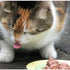 Hvorfor skal katte spise vådmad?