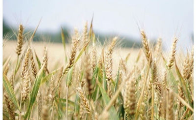 Korn i mad, ja eller nej?