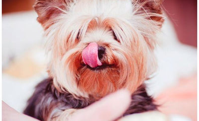 Sammenligning af hundefoder.