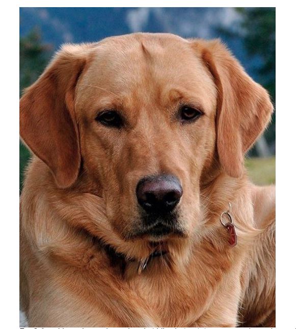 Hundepleje til ældre hunde (Senior)
