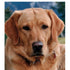 Hundepleje til ældre hunde (Senior)