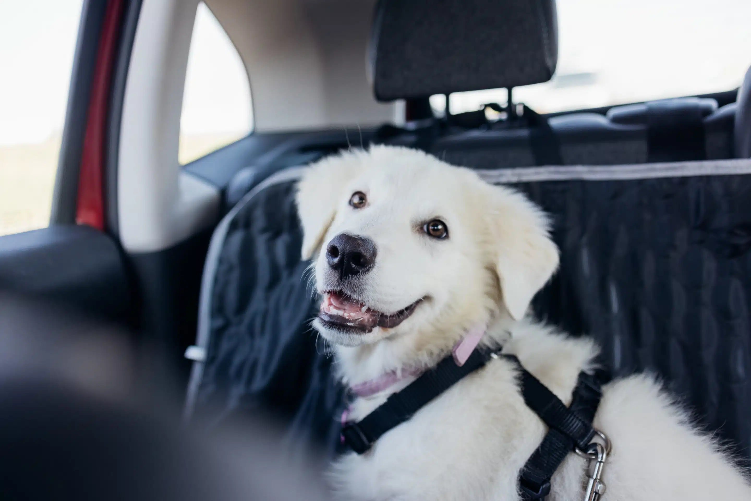 Sådan rejser du med din hund eller kat i bil eller offentlig transport