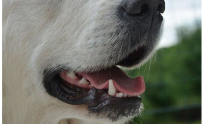 Plak og tandsten hos hunde og katte