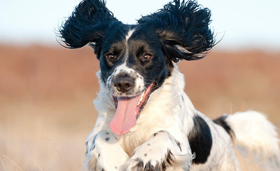 Vækstkurve for Hundestørrelser