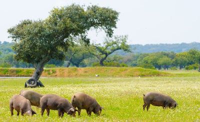 Iberisk svinekød