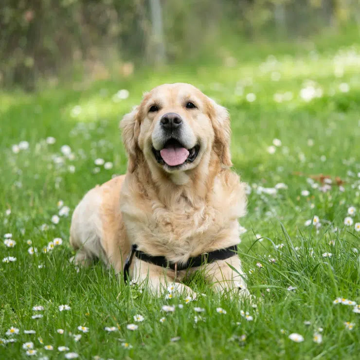 Hund